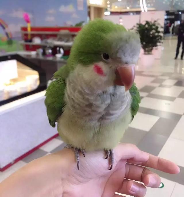 新手应该饲养一只鹦鹉，还是一对鹦鹉？这些饲养知识你应该知道