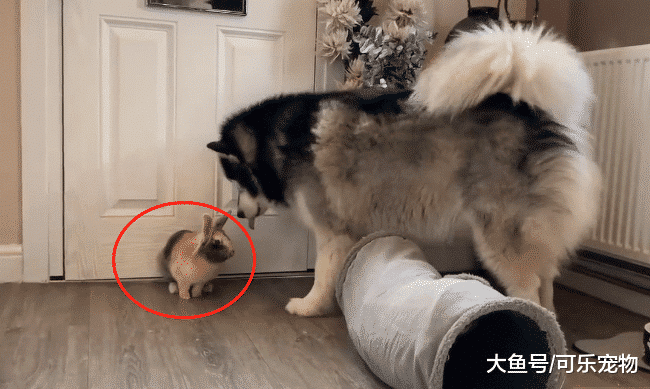 铲屎官带回来一只兔子，二哈将其当成了朋友，每天都会和兔子玩耍