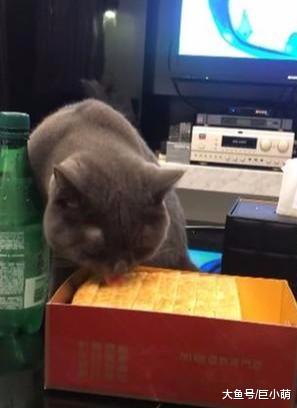 猫猫偷吃主人下午茶，被主人发现并拍下来后，瞬间扭头装没事