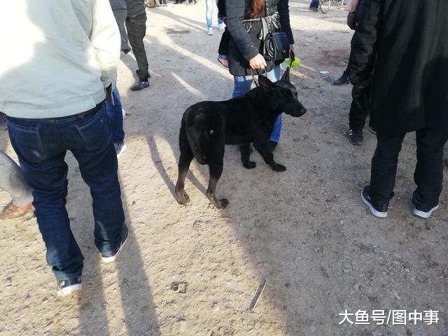 已经出售的黑狼犬不肯走, 买家无奈请求卖家帮忙搬运!