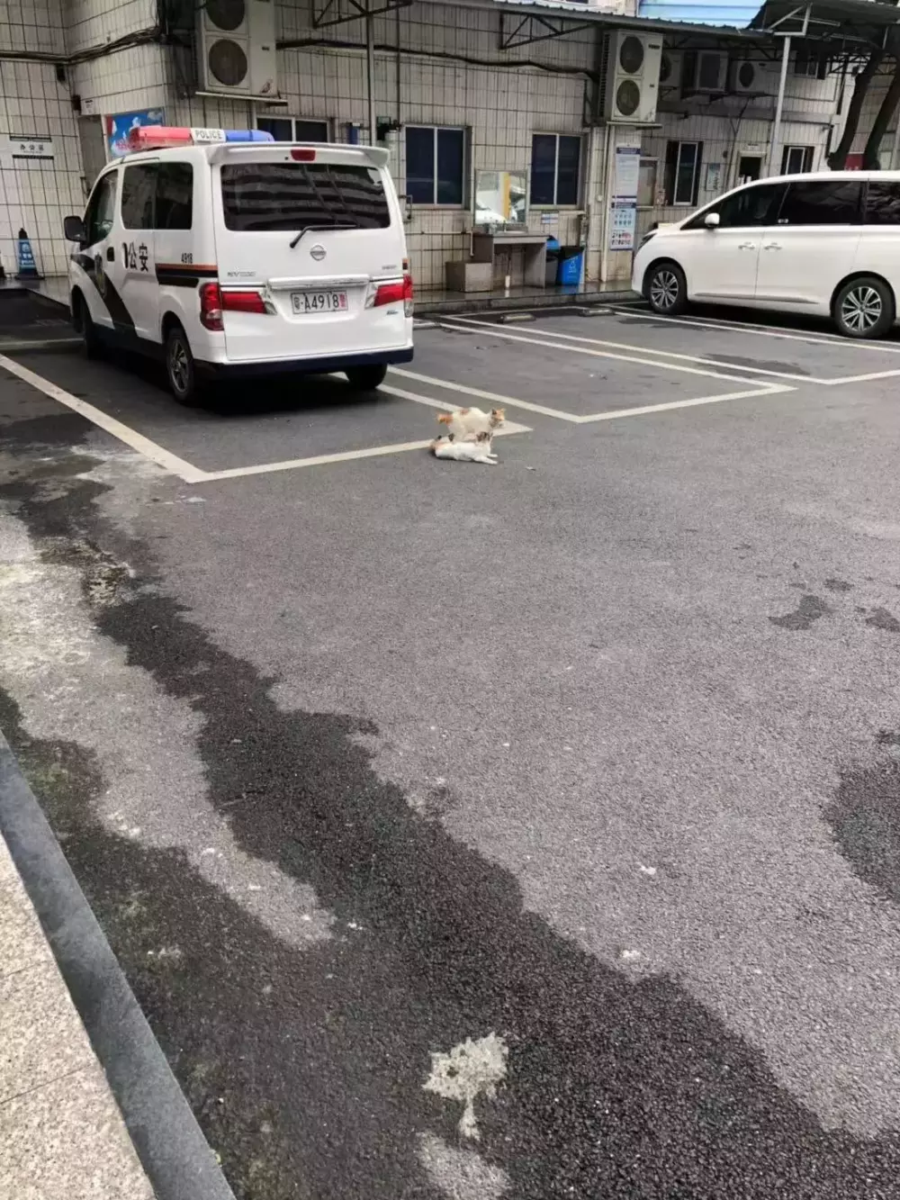 交配季節后，三花貓大鬧警局引得無數公貓爭風吃醋