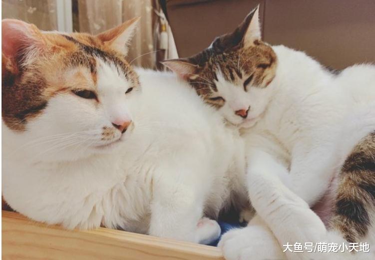 7kg胖宾士硬钻床底屁股卡住，弹出来变一颗巨球引爆魔性笑声