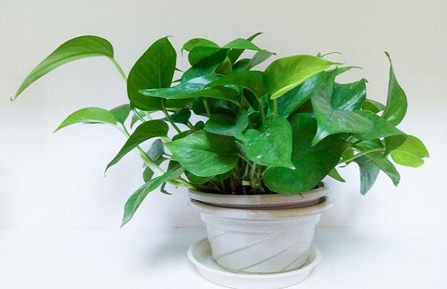 这么多年，终于知道植物是否真的可以去除甲醛的真相了!