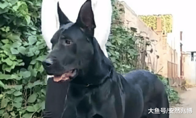 中国最稀有的国产犬种，全国现存数量几千只左右面临灭绝
