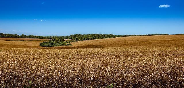去城里买房，户口迁出还有权继承村里父母的土地吗？