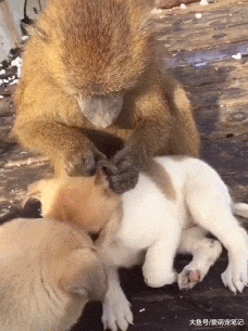 猴妈妈把小土狗当“孩子”，每天都给它抓跳蚤，行为的背后好有爱