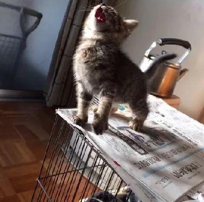 2018年度最佳喵星人