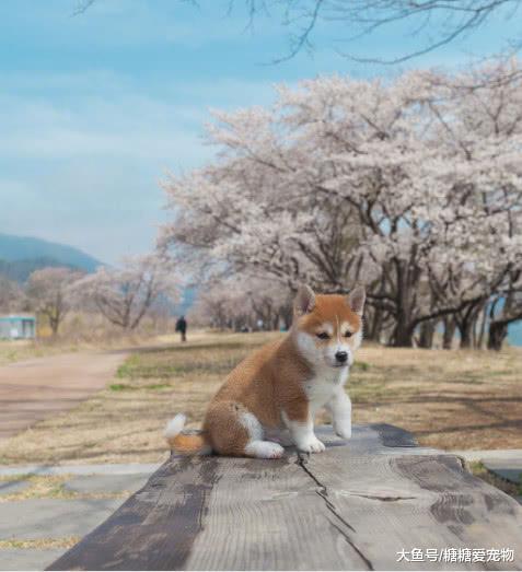 日本一小柴犬因忧郁气质爆红, 狗: 我承受了这个年纪不该有的帅气