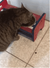 吃饭被打扰，猫咪竟愤然离去，留下铲屎官风中凌乱