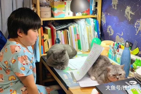 猫咪的用途在熊孩子那得到升级，从“陪读生”荣升代签“家长”