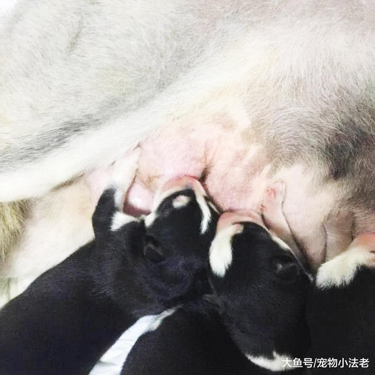 哈士奇意外怀孕，最后超出预产期20天，当主人看到B超时直接傻眼