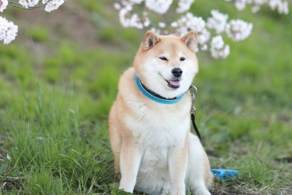 为什么有的狗狗可以让我们摸头，而有的狗狗却不让呢？