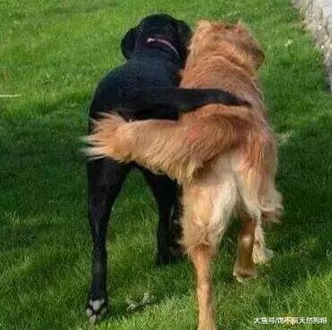 ＂狗狗的这些小秘密，你知道几个＂，知道5个以上才算合格