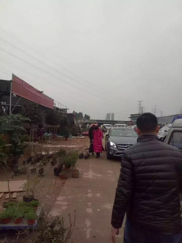 莫感傷了！三圣鄉花市不是全部拆除，商戶正過渡經營……