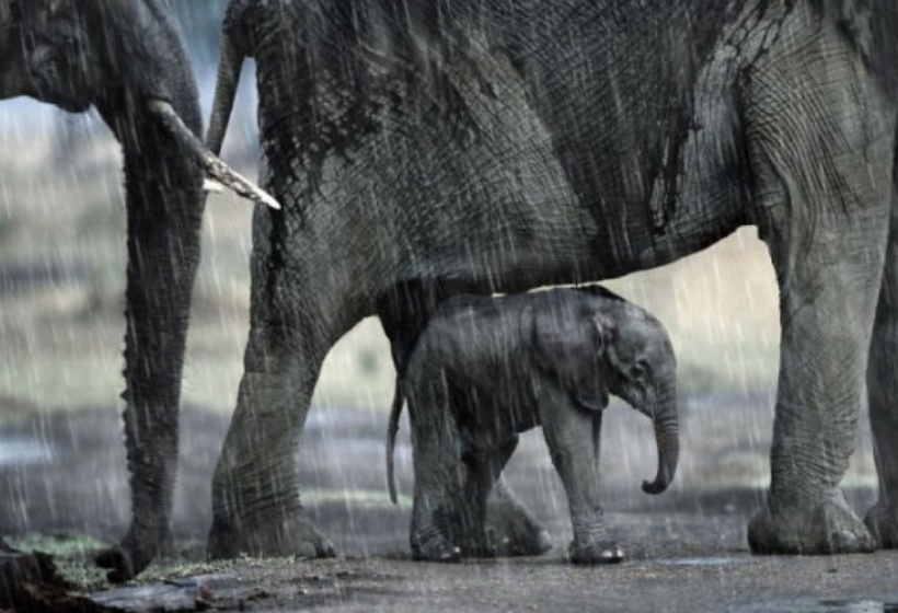 “我引以为傲的孩子，很可爱吧！”10张母爱满满的合照看着真暖心