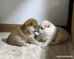 终于知道柴犬的脸为什么那么大了，都是这么来的...