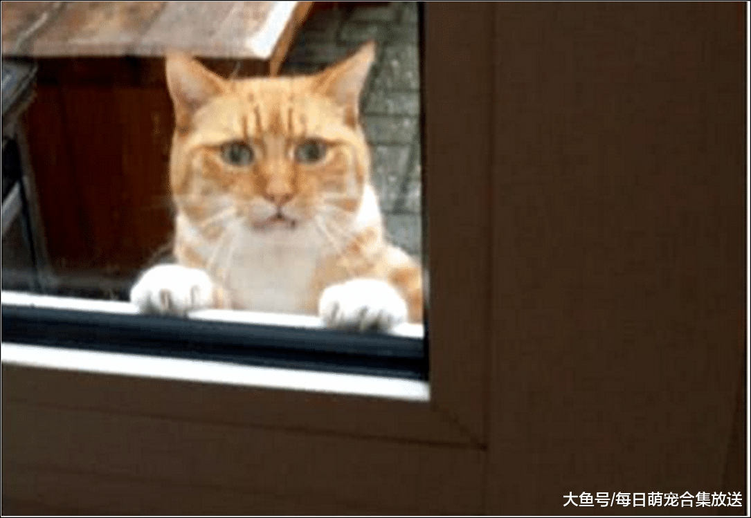 橘猫偷吃小鱼干，女主生气将它关在门外，傍晚去看时瞬间惭愧至极
