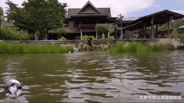 网友带13只金毛游泳，像下水饺一样跳进河里，很有安全感啊
