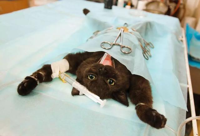 猫粮不能长期作为主食，相比昂贵猫罐头，干粮的两大缺陷更为严重