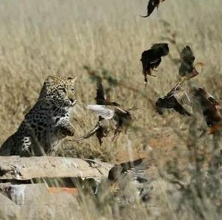 花豹和鸟斗智斗勇，没想到最后落得如此下场，连个鸟都打不过