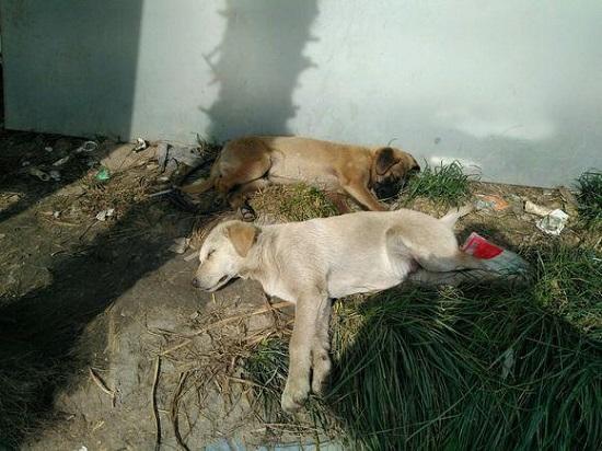 收养了一只流浪狗，三个月后，主人：什么都好，就这件事不能忍！