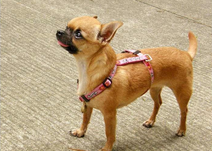 想養小型犬？那養小型犬的這幾個誤區，你記得要避開