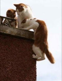 拥有高超攀爬能力的猫咪