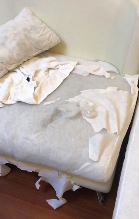 二哈拆家后竟主动认错，主人懵了：这下不好办了，我该不该打呢？