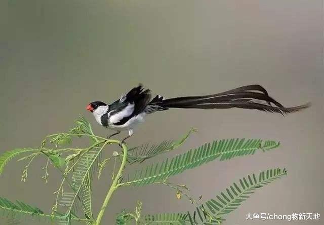 这种鸟叫做寡妇鸟，雄性尾巴比雌性的还长，靠跳高来赢得配偶权