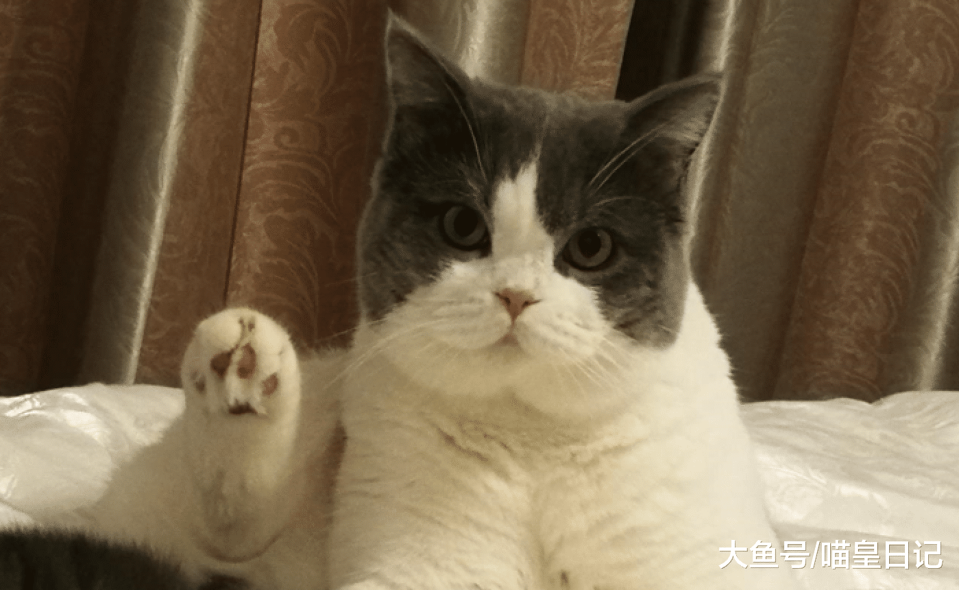 猫咪如何向人类表达喜欢？网友：这四种方式都有，你见过哪一个？