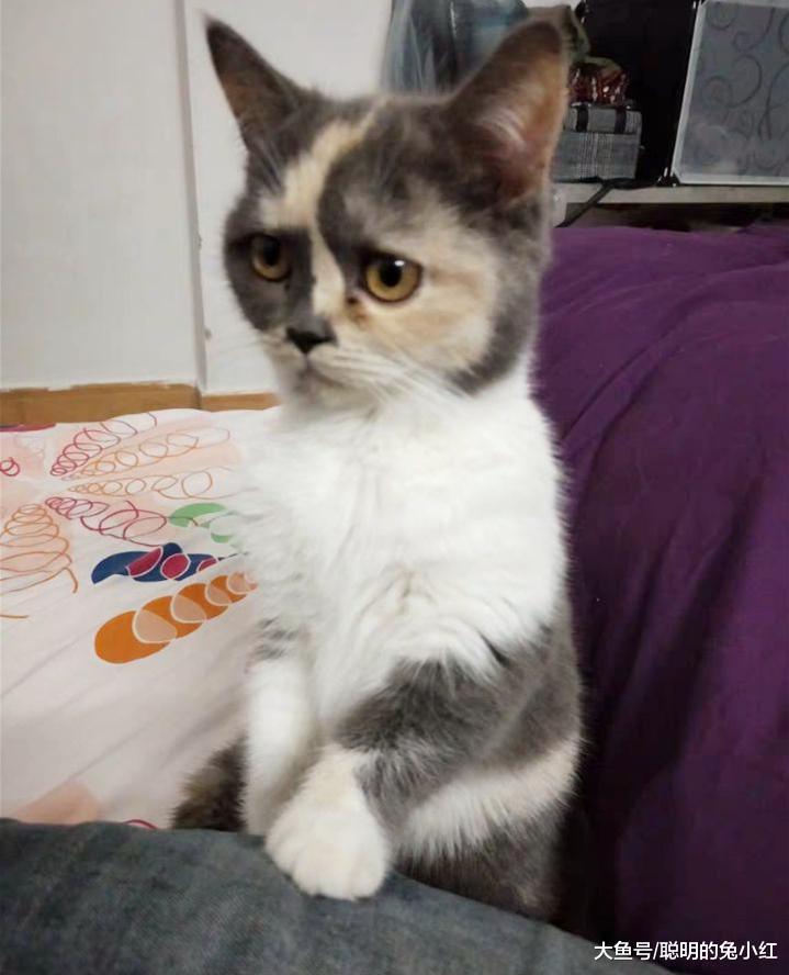 宠主把猫抱回家，以为猫不愿意，放走后家里溜进“不明生物”