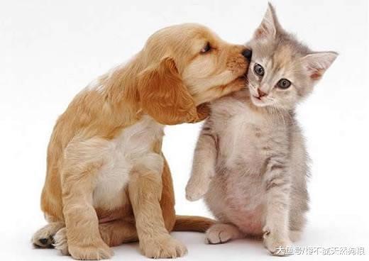 狗狗比猫咪好的5个原因, 你是想安静的猫还是躁动的狗呢?