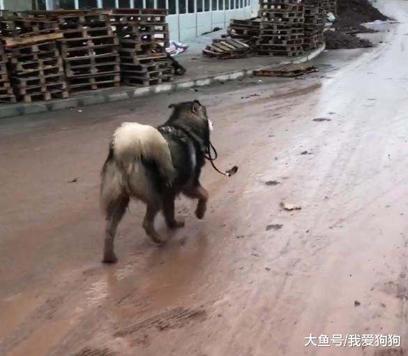 冬天到了, 狗子们的智商在线了, 不过铲屎官的智商可能被冻住了