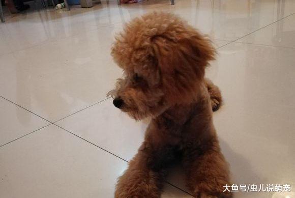 泰迪不喜欢洗澡, 网友直接带它去剃毛了, 毛短了就方便了