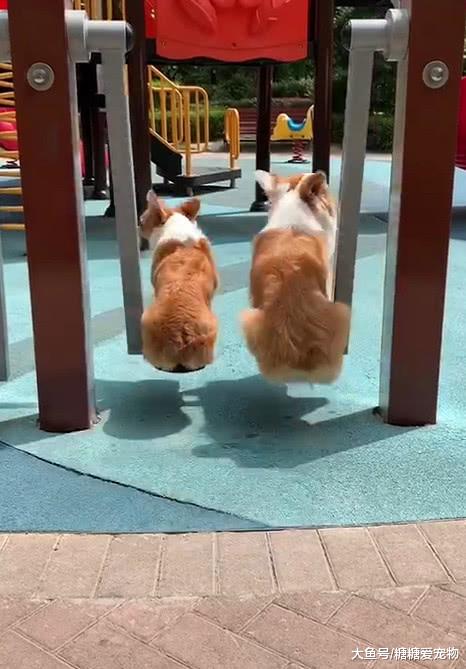 柯基父子的亲情时光，荡秋千的动作如出一辙，网友：真不愧是父子