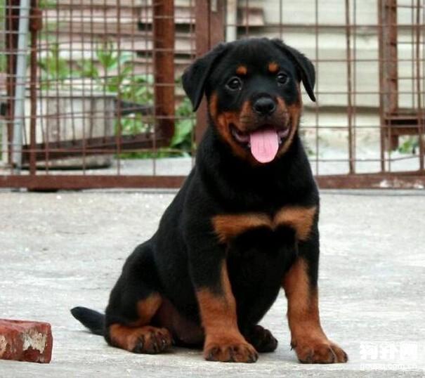 狗场训犬员教你怎么训练狗狗，惩罚狗狗不能做的5件事