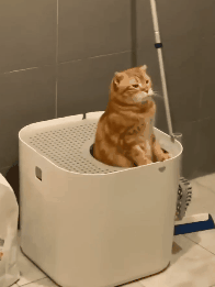 一只生来就是连指的小猫，感觉找到了哆啦A梦的孩子