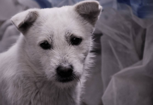 性格暴躁的流浪狗，在收留所一个月后，竟有了巨大的变化