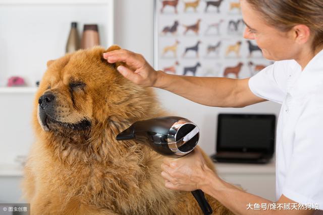 养狗，我劝你不要选“松狮”，掉毛多只是其中一个理由！