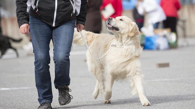 狗狗基本训练的7大要点，你知道几个？掌握以后让你训练更顺利