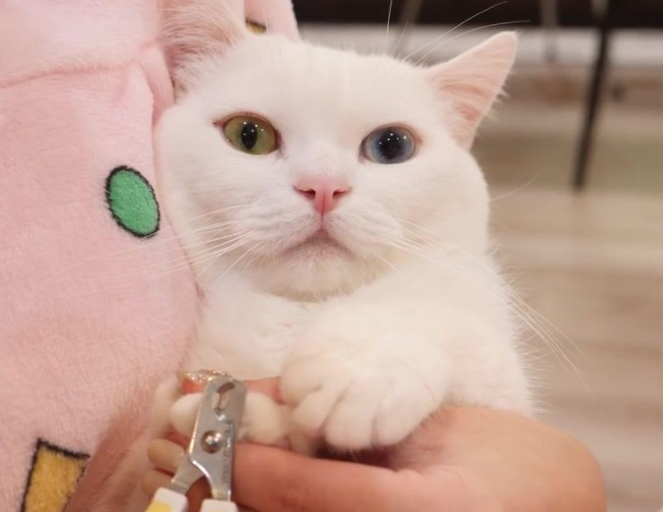 猫咪一定要剪指甲吗？如果它不喜欢，是不是可以不剪