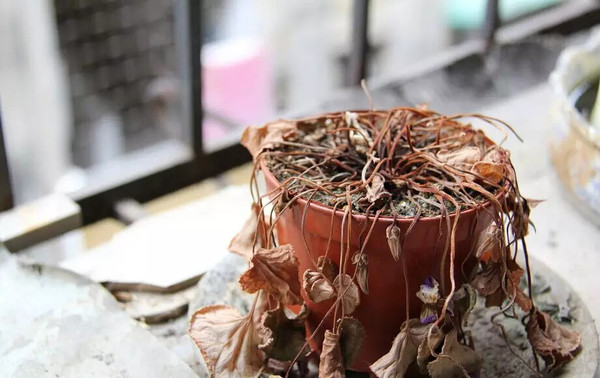 九种不祥物品千万不能放家里，你家有吗？