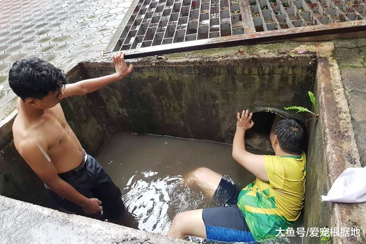 小奶猫雨天被困下水道，越钻越深，小伙不嫌脏爬进管道将其救出