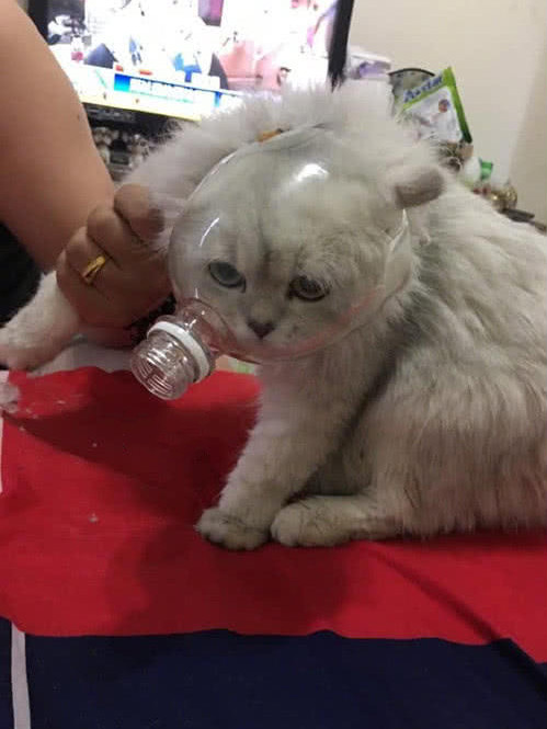 女子下班回家推门一看，发现猫咪被困住了，给猫咪剪指甲至于这样吗