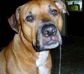 怎么判断一只狗狗有没有狂犬病？就看这5个方面，真的很准！