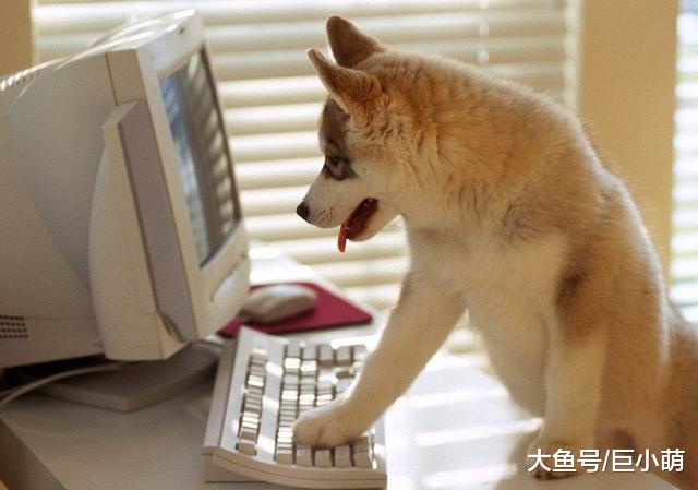 辟谣：聪明的狗狗才好养？狗狗智商排名不全可信，养狗还是看主人