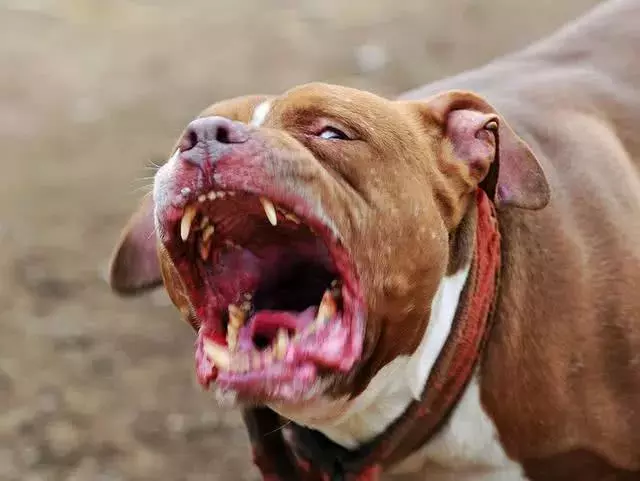 全世界“杀人”最多的5种动物, 这个排名让人很意外