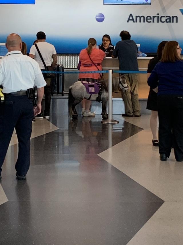 不再是猫狗专利，这种小马也可以作为服务动物坐飞机了！