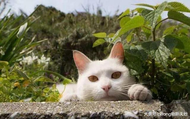 日本的5个“猫岛”, 上面的猫比人还多, 铲屎官一生必去的地方