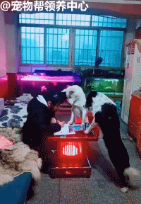 网友训狗盯女儿写作业，狗子都没时间约会了！